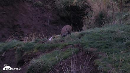Kodiak Alaska Brown Bears Live Webcam - Oct 6, 2026, 7:55pm AKDT