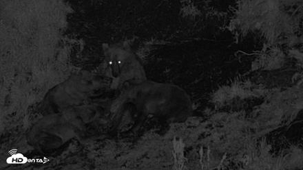 Kodiak Alaska Brown Bears Live Webcam - Aug 6, 2026, 12:08am AKDT