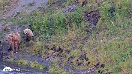 Kodiak Alaska Brown Bears Live Webcam - Jul 31, 2026, 7:33pm AKDT