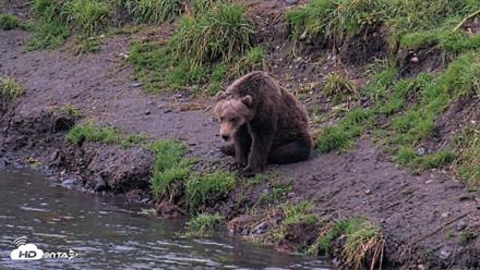 Kodiak Alaska Brown Bears Live Webcam - Aug 21, 2026, 7:06am AKDT