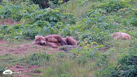 Kodiak Alaska Brown Bears Live Webcam - Aug 2, 2026, 8:50pm AKDT