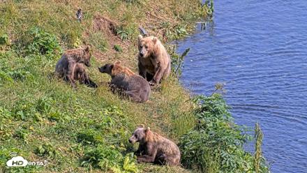 Kodiak Alaska Brown Bears Live Webcam - Aug 8, 2026, 4:38pm AKDT