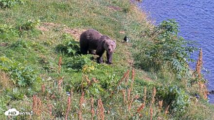 Kodiak Alaska Brown Bears Live Webcam - Aug 23, 2026, 4:46pm AKDT