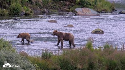 Kodiak Alaska Brown Bears Live Webcam - Aug 12, 2026, 7:28am AKDT