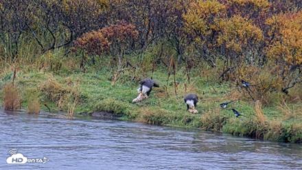 Kodiak Alaska Brown Bears Live Webcam - Oct 5, 2026, 12:03pm AKDT