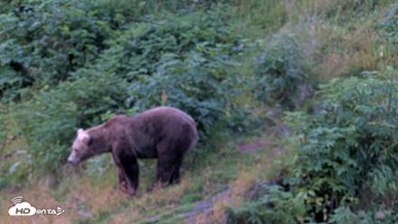 Kodiak Alaska Brown Bears Live Webcam - Aug 14, 2026, 7:39am AKDT