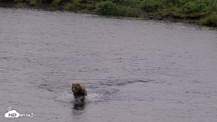 Kodiak Alaska Brown Bears Live Webcam - Jul 21, 2026, 1:00pm AKDT