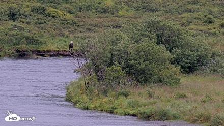 Kodiak Alaska Brown Bears Live Webcam - Aug 20, 2026, 9:41am AKDT