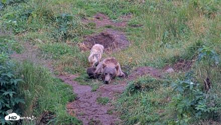 Kodiak Alaska Brown Bears Live Webcam - Aug 13, 2026, 7:40pm AKDT