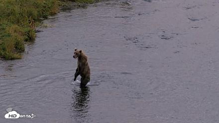 Kodiak Alaska Brown Bears Live Webcam - Aug 20, 2026, 8:56pm AKDT
