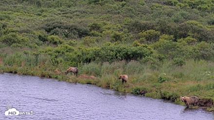 Kodiak Alaska Brown Bears Live Webcam - Aug 6, 2026, 7:12pm AKDT