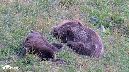 Kodiak Alaska Brown Bears Live Webcam - Aug 21, 2026, 3:56pm AKDT