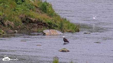 Kodiak Alaska Brown Bears Live Webcam - Aug 4, 2026, 8:26pm AKDT