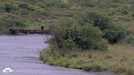 Kodiak Alaska Brown Bears Live Webcam - Aug 20, 2026, 11:00am AKDT