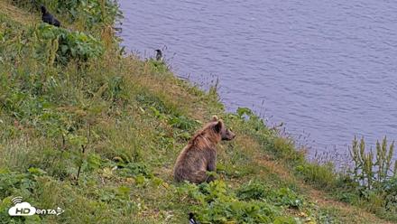 Kodiak Alaska Brown Bears Live Webcam - Aug 9, 2026, 3:39pm AKDT
