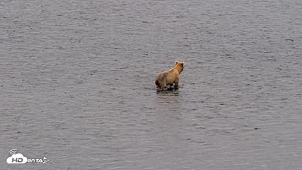 Kodiak Alaska Brown Bears Live Webcam - Aug 6, 2026, 10:20am AKDT