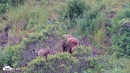 Kodiak Alaska Brown Bears Live Webcam - Aug 5, 2026, 2:43pm AKDT