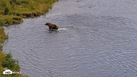 Kodiak Alaska Brown Bears Live Webcam - Aug 6, 2026, 2:52pm AKDT