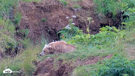 Kodiak Alaska Brown Bears Live Webcam - Aug 3, 2026, 3:28pm AKDT