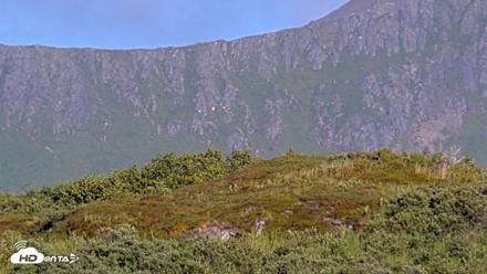 Kodiak Alaska Brown Bears Live Webcam - Aug 23, 2026, 6:59pm AKDT