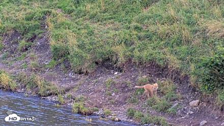 Kodiak Alaska Brown Bears Live Webcam - Aug 23, 2026, 6:07pm AKDT