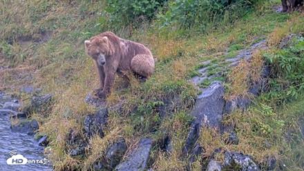 Kodiak Alaska Brown Bears Live Webcam - Aug 12, 2026, 1:24pm AKDT