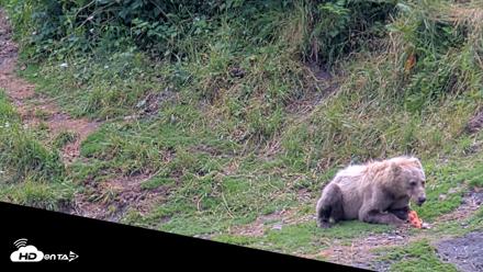 Kodiak Alaska Brown Bears Live Webcam - Aug 4, 2026, 4:04pm AKDT