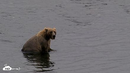 Kodiak Alaska Brown Bears Live Webcam - Aug 17, 2026, 8:46pm AKDT
