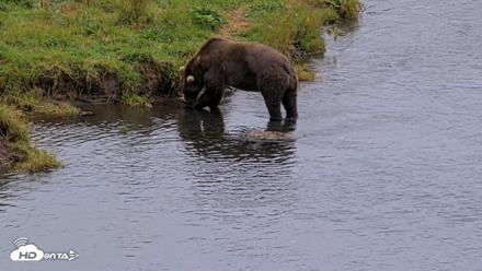 Kodiak Alaska Brown Bears Live Webcam - Aug 19, 2026, 3:36pm AKDT