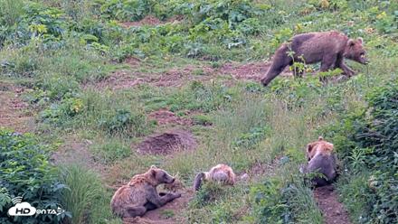 Kodiak Alaska Brown Bears Live Webcam - Aug 7, 2026, 12:32pm AKDT