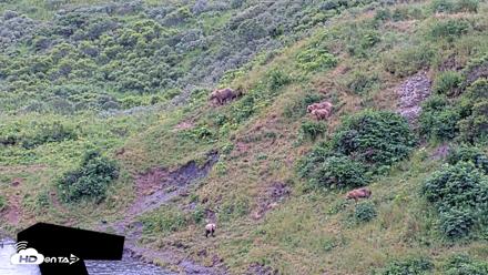 Kodiak Alaska Brown Bears Live Webcam - Aug 7, 2026, 12:45pm AKDT