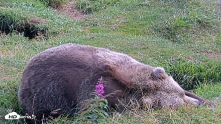 Kodiak Alaska Brown Bears Live Webcam - Aug 22, 2026, 2:26pm AKDT