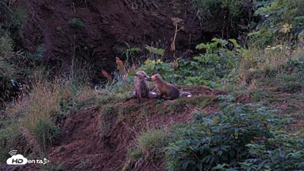 Kodiak Alaska Brown Bears Live Webcam - Aug 12, 2026, 6:35am AKDT