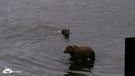Kodiak Alaska Brown Bears Live Webcam - Aug 19, 2026, 9:39pm AKDT