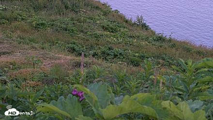 Kodiak Alaska Brown Bears Live Webcam - Aug 1, 2026, 10:26pm AKDT