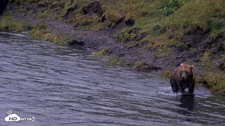 Kodiak Alaska Brown Bears Live Webcam - Aug 4, 2026, 6:58am AKDT