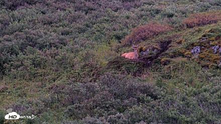 Kodiak Alaska Brown Bears Live Webcam - Aug 19, 2026, 9:45pm AKDT