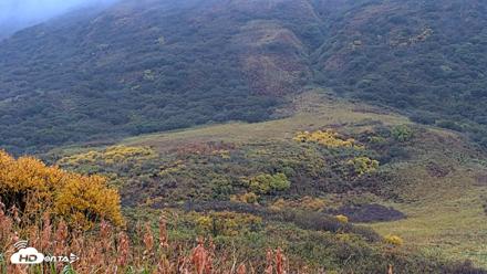 Kodiak Alaska Brown Bears Live Webcam - Oct 5, 2026, 9:20am AKDT