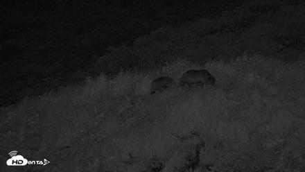 Kodiak Alaska Brown Bears Live Webcam - Aug 12, 2026, 10:56pm AKDT