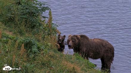 Kodiak Alaska Brown Bears Live Webcam - Aug 19, 2026, 9:30pm AKDT