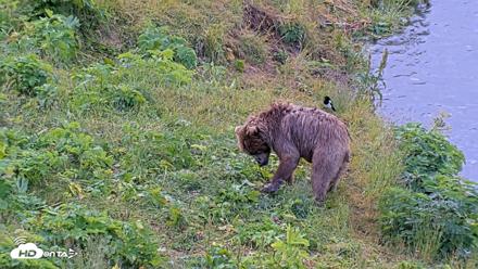 Kodiak Alaska Brown Bears Live Webcam - Aug 2, 2026, 9:01am AKDT