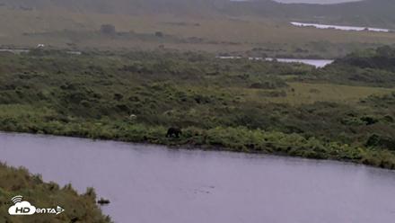Kodiak Alaska Brown Bears Live Webcam - Aug 20, 2026, 11:10am AKDT