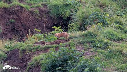 Kodiak Alaska Brown Bears Live Webcam - Aug 20, 2026, 5:25pm AKDT