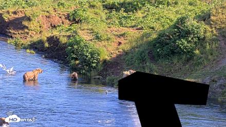 Kodiak Alaska Brown Bears Live Webcam - Jul 29, 2026, 6:35pm AKDT