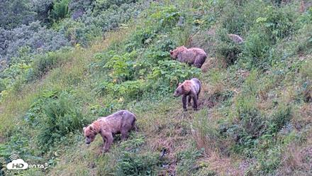 Kodiak Alaska Brown Bears Live Webcam - Aug 6, 2026, 10:08am AKDT