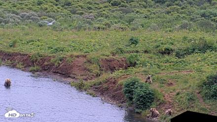 Kodiak Alaska Brown Bears Live Webcam - Aug 9, 2026, 5:20pm AKDT