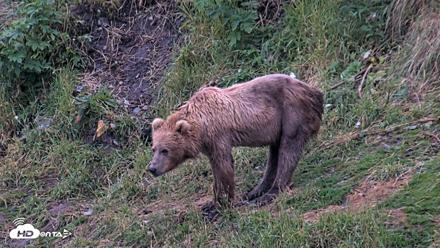 Kodiak Alaska Brown Bears Live Webcam - Aug 6, 2026, 6:27am AKDT