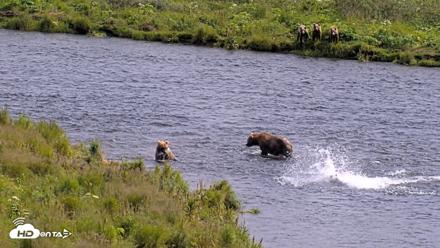 Kodiak Alaska Brown Bears Live Webcam - Aug 6, 2026, 3:24pm AKDT