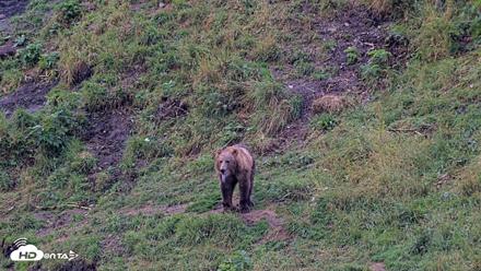 Kodiak Alaska Brown Bears Live Webcam - Aug 17, 2026, 8:44am AKDT