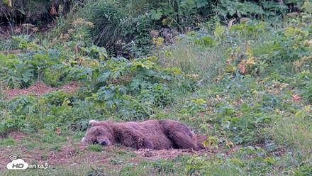 Kodiak Alaska Brown Bears Live Webcam - Aug 10, 2026, 6:19pm AKDT